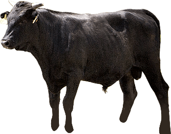 Wagyu 12 MESES