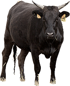 Wagyu 24 MESES