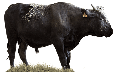 Wagyu 36 MESES